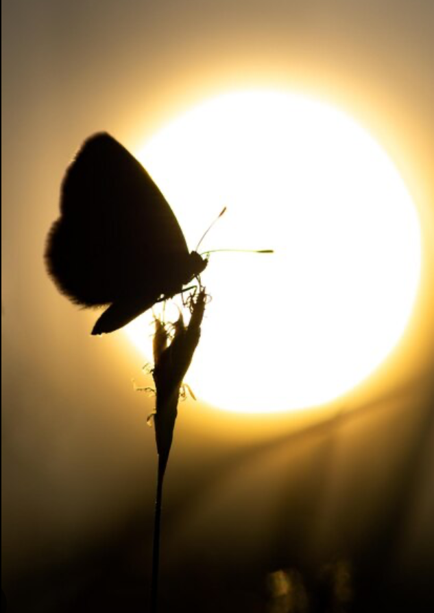 Papillon couche de soleil ombre